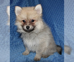 Small Photo #3 Pomsky Puppy For Sale in DENTON, TX, USA