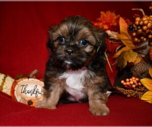 Shih Tzu Puppy for sale in HILLSVILLE, VA, USA