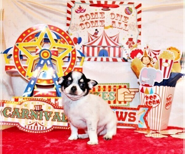 Medium Photo #40 Chihuahua Puppy For Sale in CHARLESTON, AR, USA