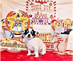 Small Photo #40 Chihuahua Puppy For Sale in CHARLESTON, AR, USA