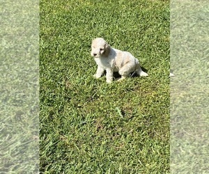 Goldendoodle Puppy for Sale in SALUDA, South Carolina USA