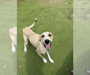 Labrador Retriever-Whippet Mix Dogs for adoption in Sugar Land, TX, USA