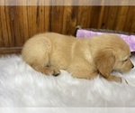 Small Photo #4 Golden Retriever Puppy For Sale in NEOLA, WV, USA