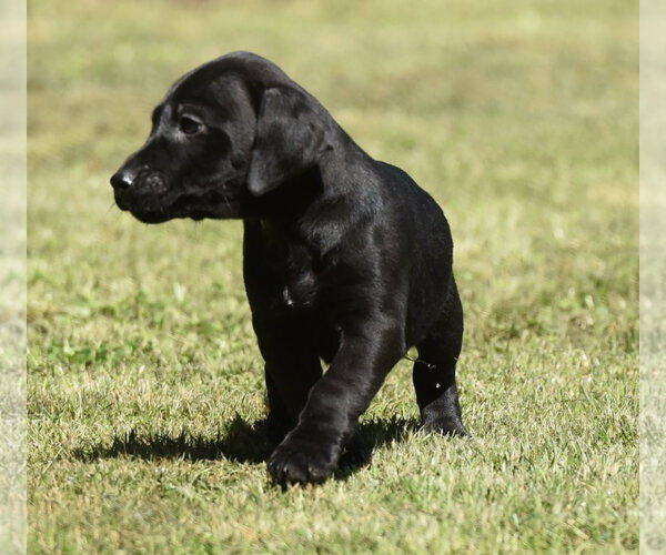 Medium Photo #8 Dachsador Puppy For Sale in Mechanicsburg, PA, USA
