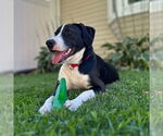 Small #3 Labrador Retriever Mix