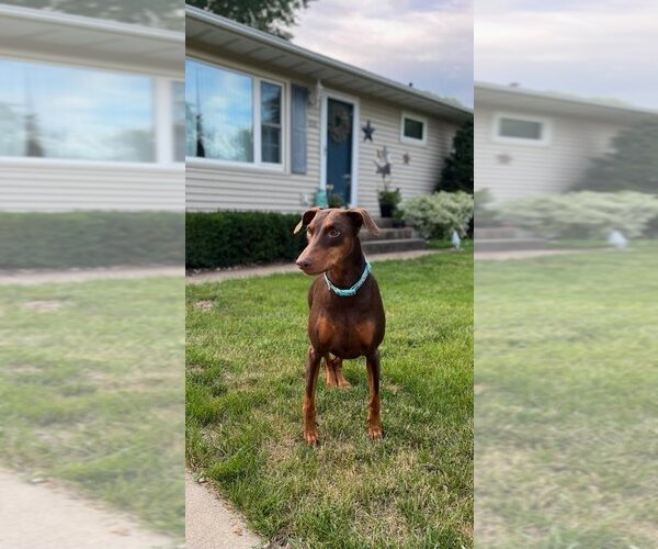 Medium Photo #2  Puppy For Sale in , 