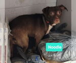 Small Affenpinscher-American Pit Bull Terrier Mix