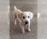 Small #4 Labrador Retriever Mix