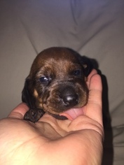 Redbone Coonhound Puppy for sale in YUCAIPA, CA, USA