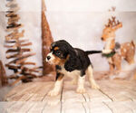 Small Photo #6 Cavalier King Charles Spaniel Puppy For Sale in WARSAW, IN, USA