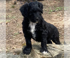 Bouvier Des Flandres-Poodle (Standard) Mix Puppy for sale in PINEY FLATS, TN, USA