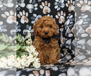 Cavapoo Puppy for sale in KIRKWOOD, PA, USA