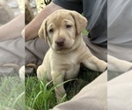 Small Photo #3 Labrador Retriever Puppy For Sale in FREDERICKSBG, OH, USA