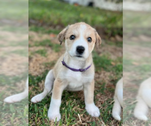 Anatolian Shepherd-Unknown Mix Dogs for adoption in OKLAHOMA CITY, OK, USA