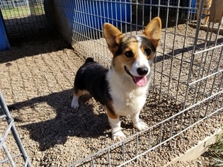 Father of the Pembroke Welsh Corgi puppies born on 09/29/2018