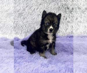 Siberian Husky Puppy for sale in SANDY HOOK, KY, USA