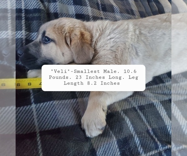 Medium Photo #15 Kangal Dog Puppy For Sale in SILVER LAKE, OR, USA