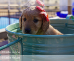 Puppy Coral Goldendoodle (Miniature)