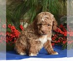 Small Photo #3 Cocker Spaniel-Poodle (Miniature) Mix Puppy For Sale in MILLERSBURG, PA, USA