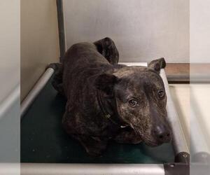 American Pit Bull Terrier Dogs for adoption in Bakersfield, CA, USA