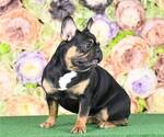 Small Photo #7 French Bulldog Puppy For Sale in BETHESDA, MD, USA