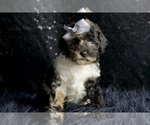Small #3 Poodle (Toy)