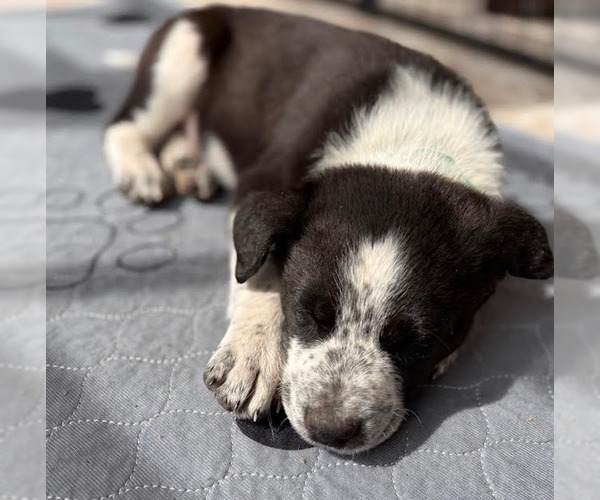 Medium Photo #4 Border Collie Puppy For Sale in Minneapolis, MN, USA