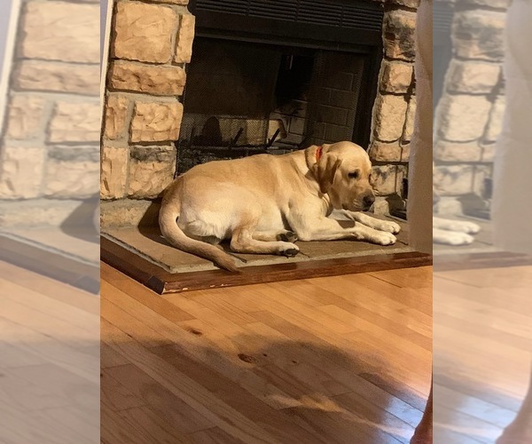 Medium Photo #1 Labrador Retriever Puppy For Sale in COPENHAGEN, NY, USA