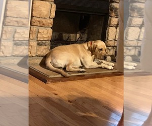 Father of the Labrador Retriever puppies born on 04/12/2025