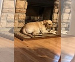 Small Photo #1 Labrador Retriever Puppy For Sale in COPENHAGEN, NY, USA