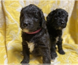Golden Newfie Doodle Puppy for sale in EASTVALE, CA, USA