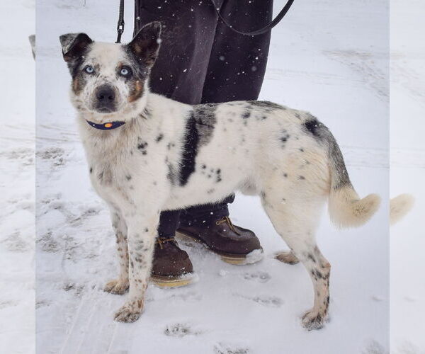 Medium Photo #2 Australian Shepherd-Unknown Mix Puppy For Sale in Huntley, IL, USA