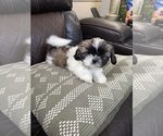 Puppy Princess Shih Tzu