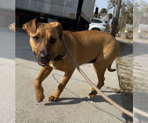 Medium Photo #2 Black Mouth Cur-Unknown Mix Puppy For Sale in Sanford, FL, USA