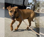 Small #1 Black Mouth Cur Mix