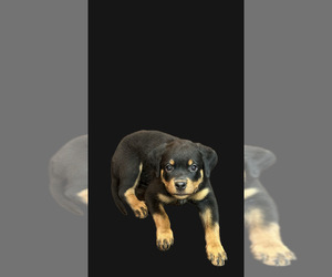 Rottweiler Puppy for sale in HESPERIA, CA, USA