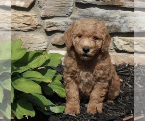 Goldendoodle (Miniature) Puppy for sale in FREDERICKSBURG, OH, USA