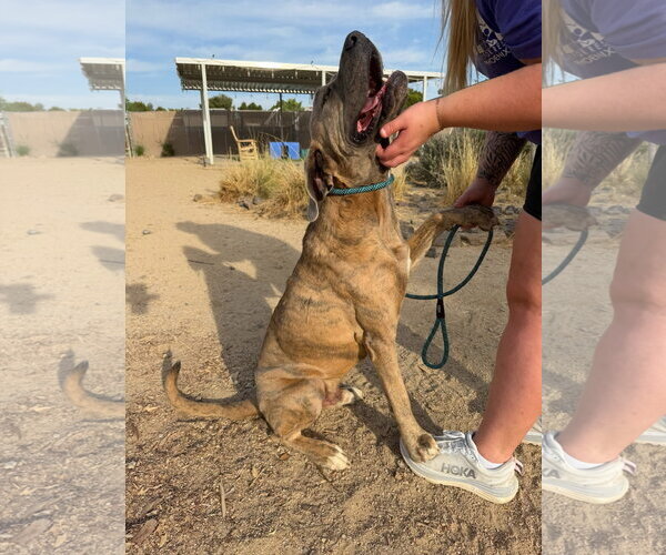 Medium Photo #4 Mastiff-Unknown Mix Puppy For Sale in Goodyear, AZ, USA