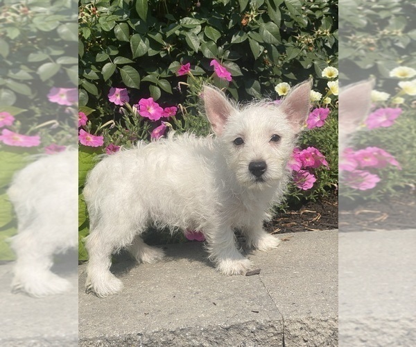 Medium Photo #3 West Highland White Terrier Puppy For Sale in CANOGA, NY, USA