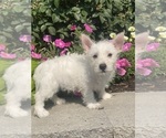 Small #2 West Highland White Terrier