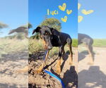 Small #6 Doberman Pinscher