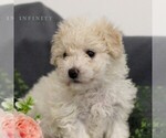 Small Photo #3 Bichon Frise Puppy For Sale in ANNVILLE, PA, USA