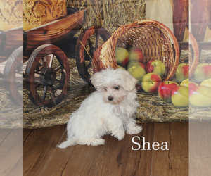 Maltese Puppy for sale in CHANUTE, KS, USA