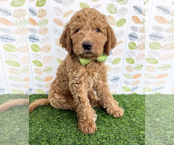 Medium Photo #1 Goldendoodle Puppy For Sale in Corona, CA, USA