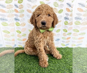 Goldendoodle Dogs for adoption in Corona, CA, USA