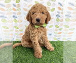 Small Goldendoodle