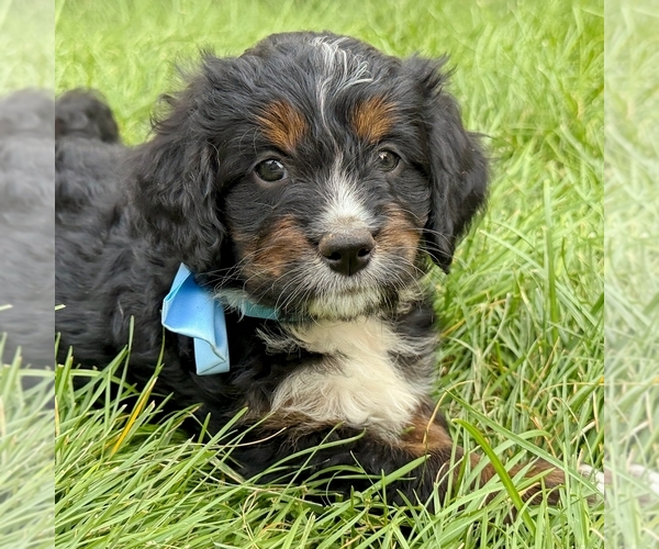 Medium Photo #1 Bernedoodle (Miniature) Puppy For Sale in ROY, UT, USA