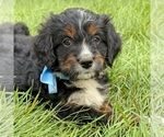 Small Bernedoodle (Miniature)