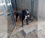 Small American Staffordshire Terrier