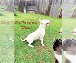 Small Photo #1 Bull Terrier Puppy For Sale in HOUSTON, TX, USA